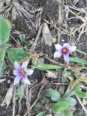 Sisyrinchium rosulatum