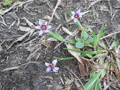 Sisyrinchium rosulatum