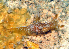 Plocamopherus