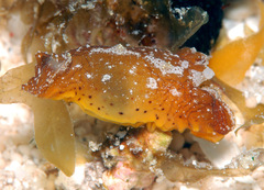 Plocamopherus