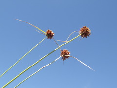 Cyperus reflexus