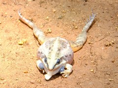 Ptychadena mossambica