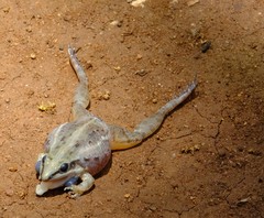 Ptychadena mossambica