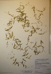 Stellaria borealis borealis