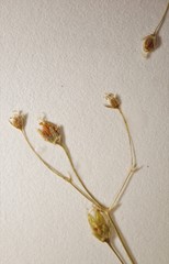 Stellaria borealis borealis