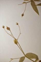 Stellaria borealis borealis