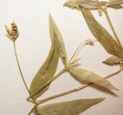 Stellaria borealis borealis