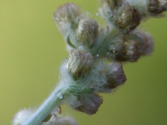 Gnaphalium polycaulon