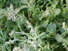 Gnaphalium polycaulon