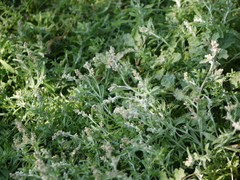 Gnaphalium polycaulon