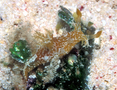 Plocamopherus
