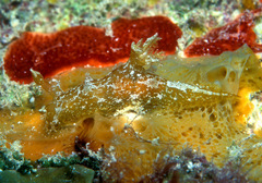 Plocamopherus