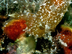 Plocamopherus