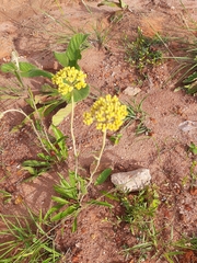 Helichrysum miconiifolium