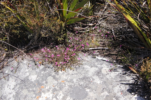 Image of Indigofera sarmentosa by (c) Tony Rebelo, some rights reserved (CC BY-SA)