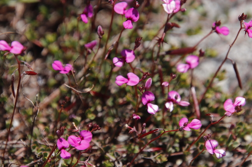 Image of Indigofera sarmentosa by (c) Tony Rebelo, some rights reserved (CC BY-SA)