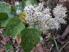 Robinsonella mirandae