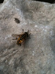 Helophilus pendulus