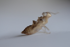 Sympetrum striolatum