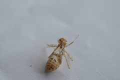 Sympetrum striolatum