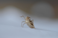 Sympetrum striolatum