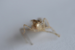 Sympetrum striolatum