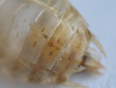 Sympetrum striolatum