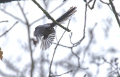 Aegithalos caudatus