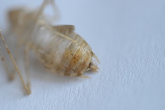 Sympetrum striolatum