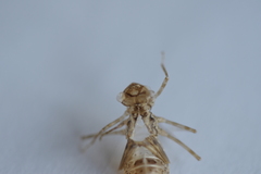 Sympetrum striolatum