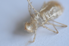Sympetrum striolatum