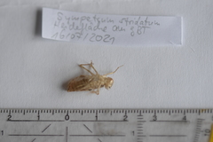 Sympetrum striolatum