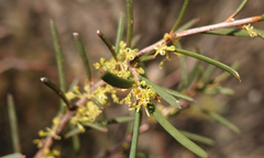 Hakea nodosa