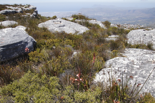 Image of Thamnochortus nutans by (c) Tony Rebelo, some rights reserved (CC BY-SA)