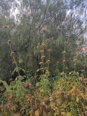 Leonotis nepetifolia