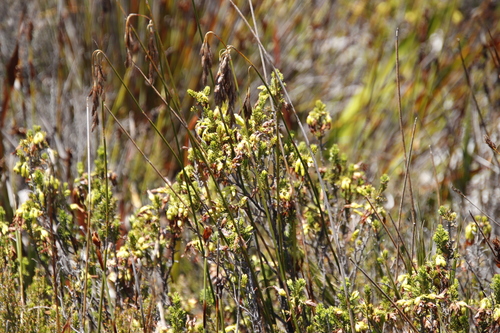 Peninsula Thatchreed (Thamnochortus nutans)