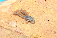 Ptychadena mossambica