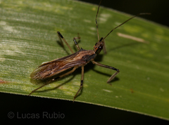 Repipta argentinensis