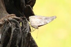 Historis acheronta