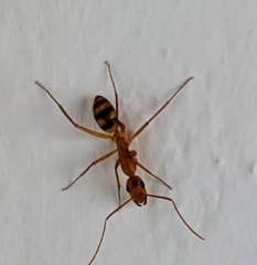 Camponotus conspicuus