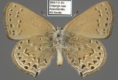 Satyrium behrii columbia