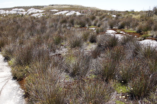 Image of Ursinia nudicaulis by (c) Tony Rebelo, some rights reserved (CC BY-SA)