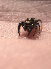 Salticidae