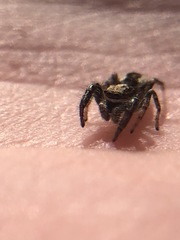 Salticidae