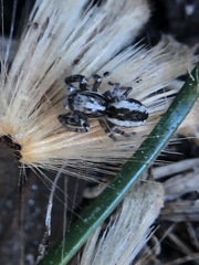 Salticidae