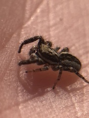 Salticidae