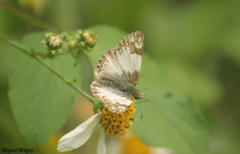 Heliopetes omrina