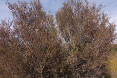 Hakea nodosa