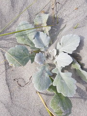 Arctotheca populifolia