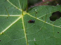 Solanum acerifolium